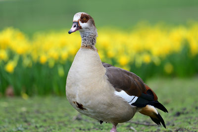 Close-up of bird on field