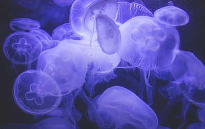 Close-up of jellyfish swimming in aquarium