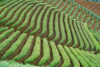 High angle view of agricultural field