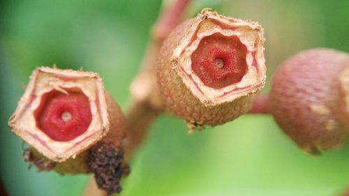Close-up of strawberry on plant