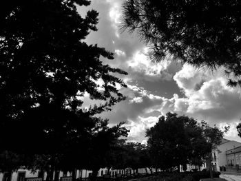 Trees against cloudy sky