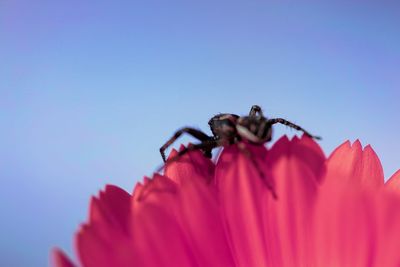 Close-up of insect on pink flower