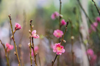 Close-up of pink cherry blossom