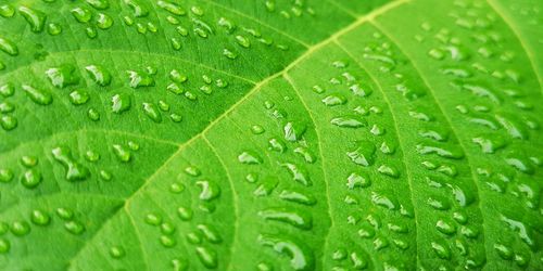 Close-up of wet leaves