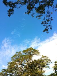 Low angle view of trees against blue sky