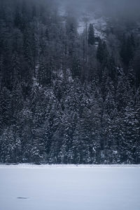 Aerial view of pine trees in forest during winter