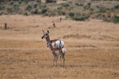 Pronghorn antelope in yellowstone national park, montana