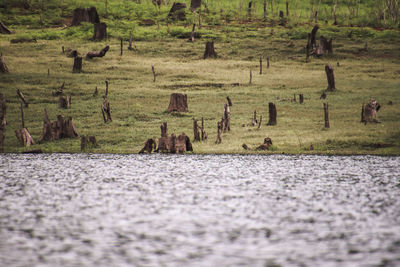 View of sheep on field