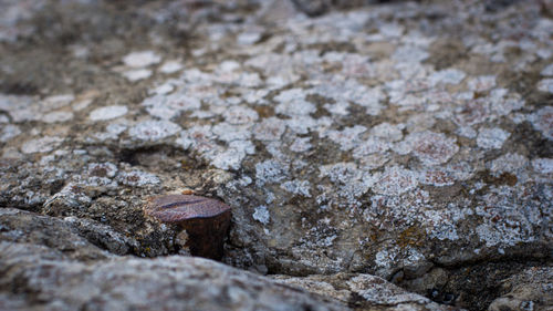 Close-up of crab on rock