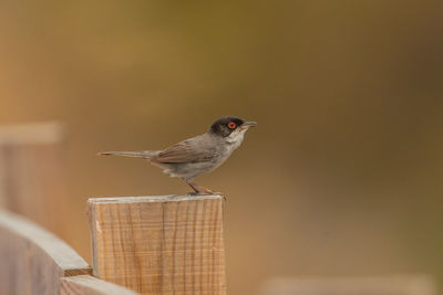 Close-up of bird perching on wood