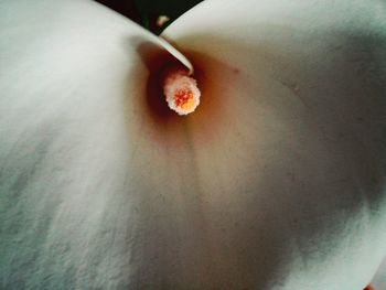 Close-up of rose flower