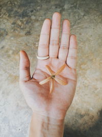 Close-up of hand holding leaf