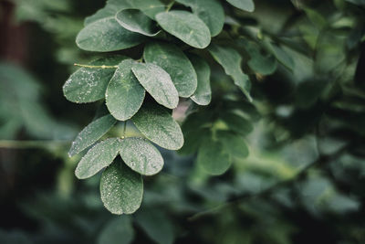 Close-up of wet leaves