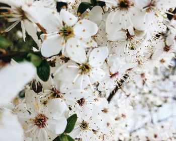 Close-up of white cherry blossoms in spring