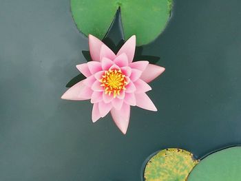 High angle view of lotus water lily