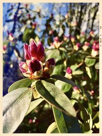 Close-up of pink flowering plant