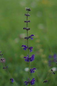 Close-up of purple flowering plants