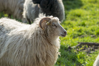 View of an animal on field