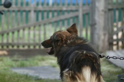 Dog looking away outdoors