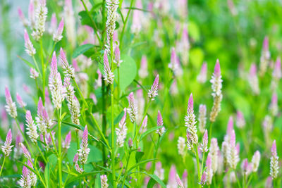 Close-up of purple flowering plants on field