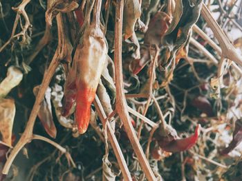 Close-up of dry leaves on twig