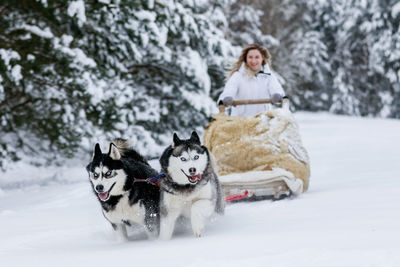 Woman sitting on dogsled during winter