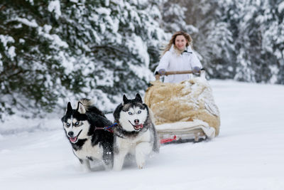 View of a dog on snow