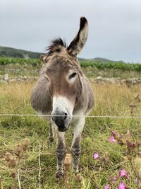 Sheep standing in a field
