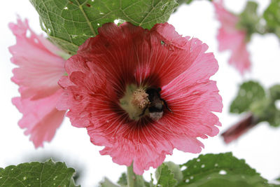 Close-up of red hibiscus blooming outdoors