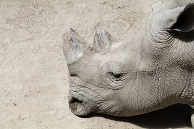Close-up of white rinoceronte