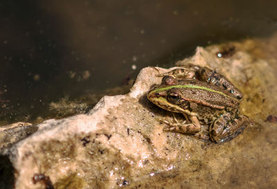 Close-up of frog on rock