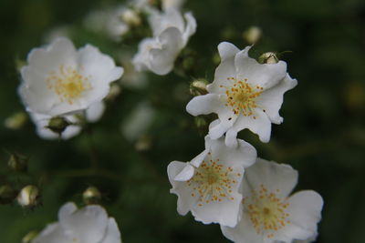 Close-up of white flowers blooming outdoors