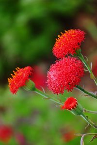 Close-up of red flowers blooming in park