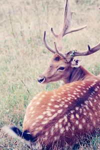 Deer in a field