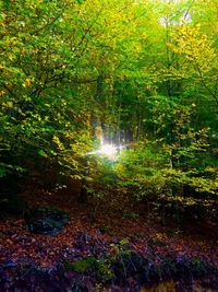 Trees in forest