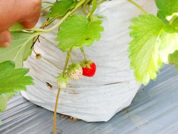 Close-up of fruits growing on plant