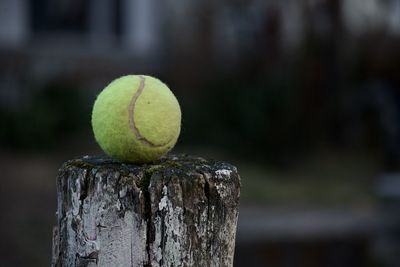 Tennis ball