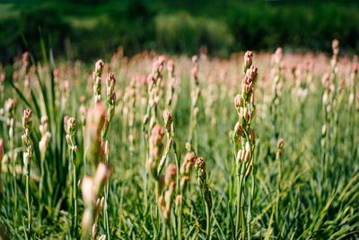 Close-up of flowering tuberose plants on field