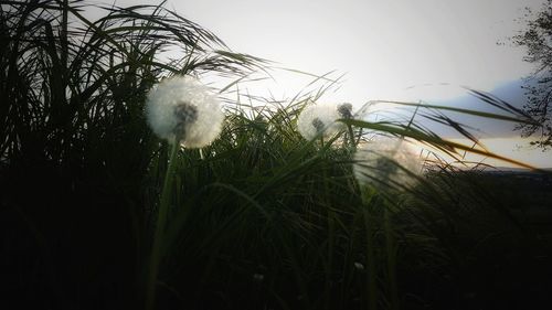 Close-up of dandelion on field against sky