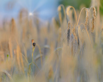 Close-up of stalks against blurred background