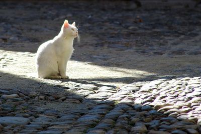 White cat sitting on a land