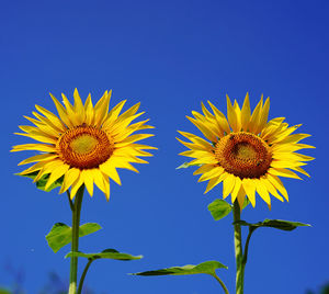 Close-up of sunflower against blue sky