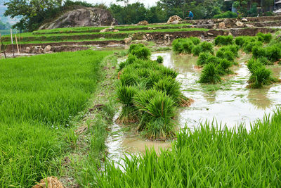 Scenic view of grassy field by lake