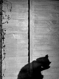 Close-up of man on window