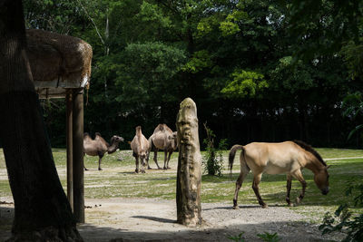 Horses standing in a field