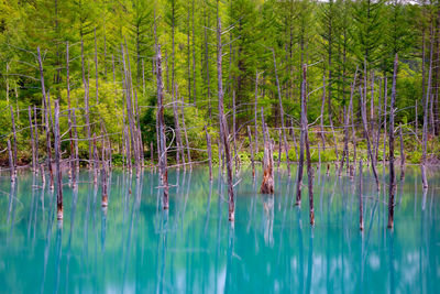 Reflection of trees in lake