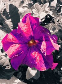 Close-up of hibiscus blooming outdoors