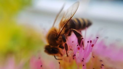 Close-up of bee pollinating on pink flower