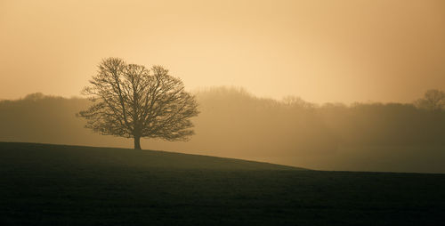 Trees on field against sky during foggy weather