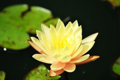 Close-up of water lily blooming against black background